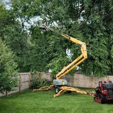 Best Tree and Shrub Care  in Duncan Falls, OH