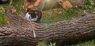 Best Fruit Tree Pruning  in Duncan Falls, OH