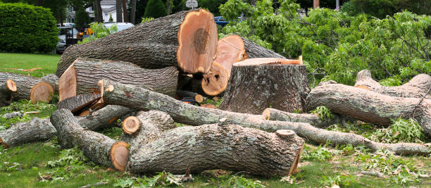 Professional Tree Care in Duncan Falls, OH