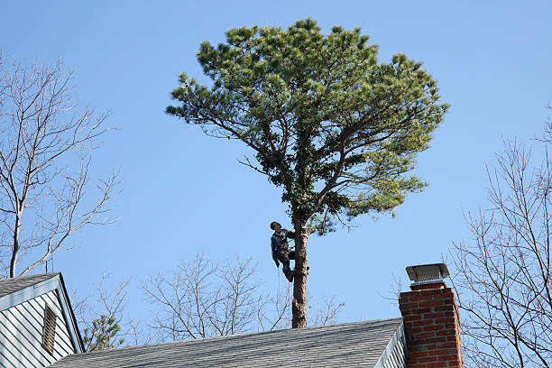 Best Tree Maintenance Programs  in Duncan Falls, OH