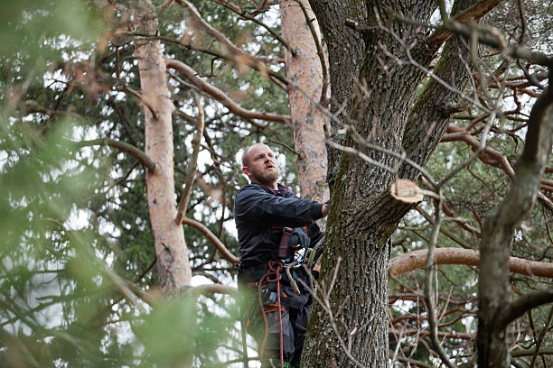 Best Tree Preservation Services  in Duncan Falls, OH