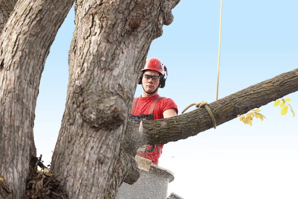  Duncan Falls, OH Tree Care Pros